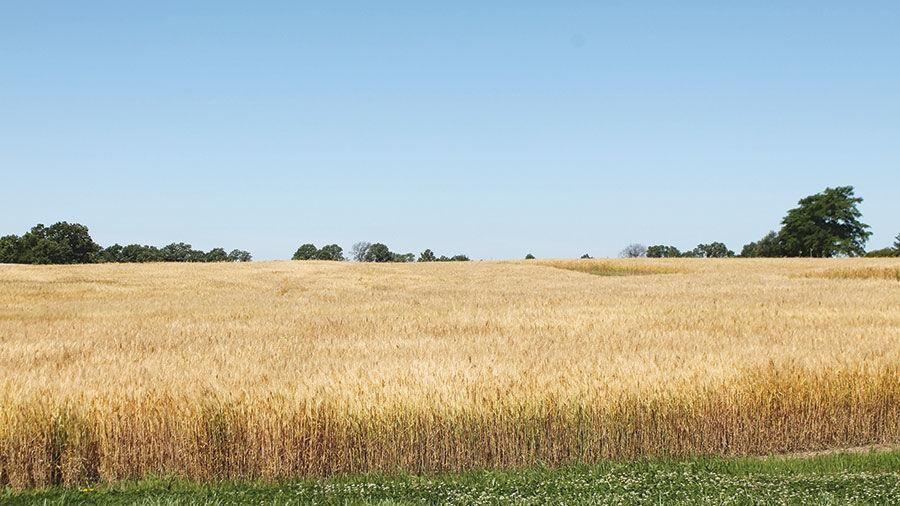 Wheat prices slide a bit during mid-July